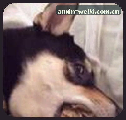 吴涛